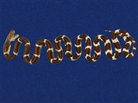 藏品(雨傘節)的圖片